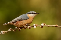 Brhlik lesni - Sitta europaea - Eurasian Nuthatch 6916